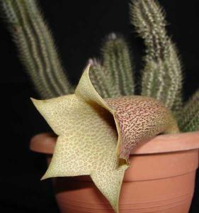Tavaresia_barklyiDSC07430.jpg