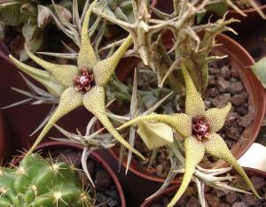 Orbeopsis_caudataDSC07498.jpg