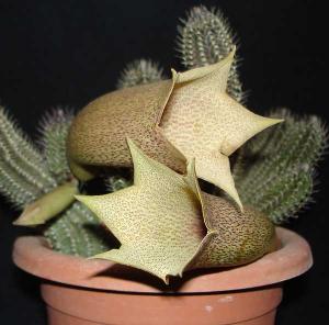 Tavaresia_barklyiDSC07763.jpg