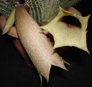 Tavaresia_barklyiDSC07767.jpg