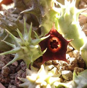 Huernia-macrocarpaDSC07721.jpg