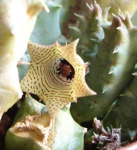 Huernia-penzigiiDSC07792.jpg