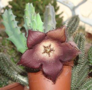 Orbea-pulchellaDSC07789.jpg