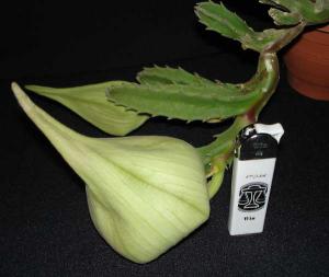 Stapelia_giganteaDSC07943.jpg