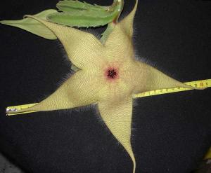 Stapelia_giganteaDSC07955.jpg