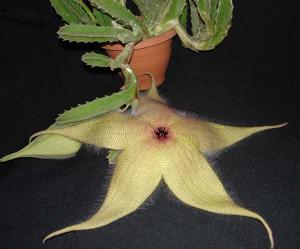 Stapelia_giganteaDSC07951.jpg