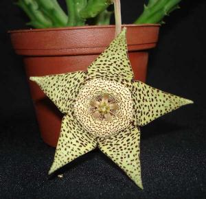 Orbea_variegataDSC07979.jpg