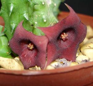 Huernia_schneideranaDSC07983.jpg