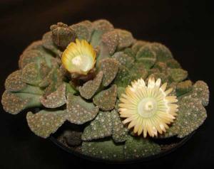 Titanopsis_calcarea11.jpg