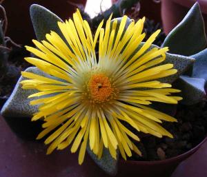 Pleiospilos_leipoldtii7.jpg