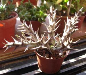 Orbeopsis_caudata11.jpg