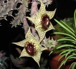 Huernia_zebrina_DSC08093.jpg