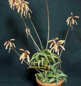 Aloe_sp046.jpg