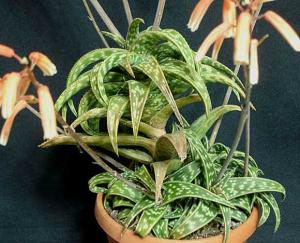 Aloe_sp047.jpg