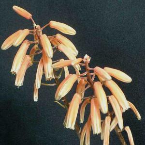 Aloe_sp_048.jpg