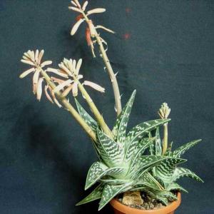Aloe_variegata043.jpg