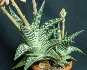 Aloe_variegata044.jpg