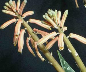 Aloe_variegata045.jpg