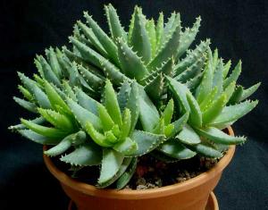 Aloe_brevifolia_025.jpg