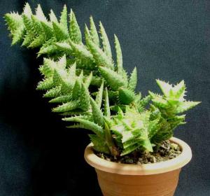 aloe_squarrosa029.jpg