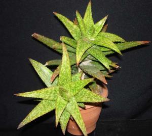 Aloe_sp022.jpg