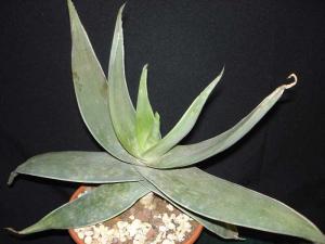 Aloe_striata021.jpg