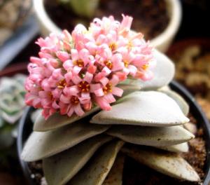 Crassula_cv._Morgans_Beauty02.jpg