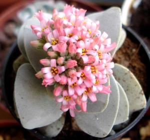 Crassula_cv._Morgans_Beauty05.jpg