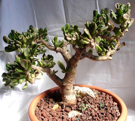 Крассула Хоббит (Crassula Hobbit) 20 см