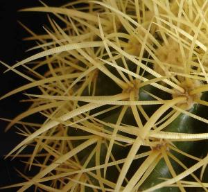 Echinocactus_grusonii089.jpg