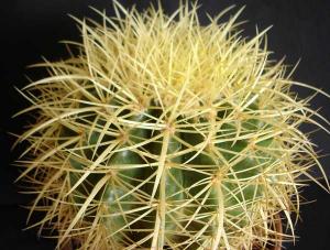 Echinocactus_grusonii090.jpg