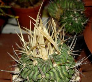 Echinofossulocactus_phyllacanthus019.jpg