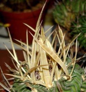 Echinofossulocactus-phyllac.jpg