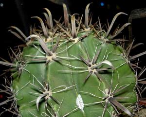 Ferocactus_horridus024.jpg