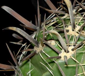 Ferocactus_horridus0025.jpg