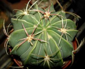 Ferocactus_macrodiscus022.jpg