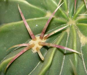 Ferocactus_macrodiscus0022.jpg