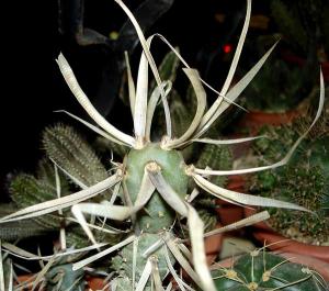 Tephrocactus_articulatus_var._papyracanthus026.jpg