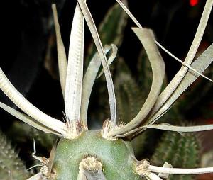 Tephrocactus_articulatus_var._papyracanthus0026.jpg