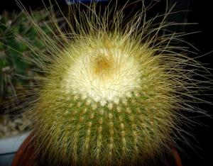 Notocactus_leninghausii_028.jpg