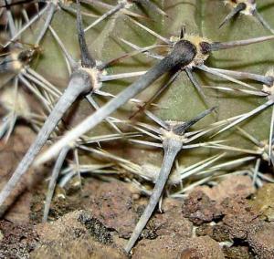 parodia-turecekiana0027.jpg