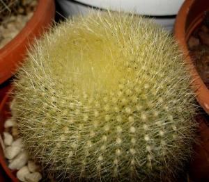 Brasilicactus_haselbergii032.jpg