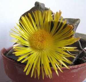 Pleiospilos_sp-005.jpg