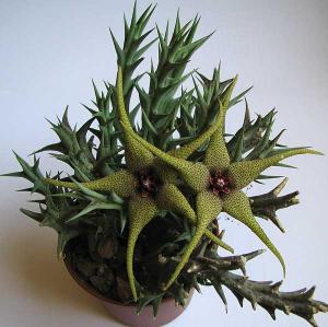 Orbeopsis_caudata_-24.jpg