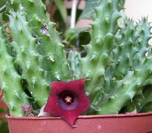 Huernia-schneiderana.jpg