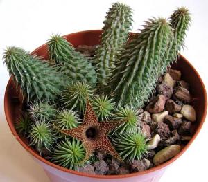 Huernia_pillansii-03.jpg