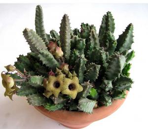 Huernia_penzigii-213.jpg