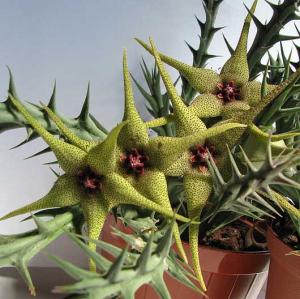 Orbeopsis_caudata-237.jpg