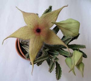 Stapelia_gigantea-313.jpg