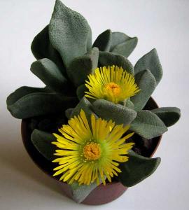 Pleiospilos_sp.-1052.jpg